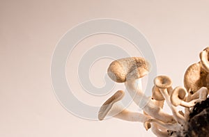 Mushroom white background photo
