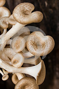 Mushroom white background photo