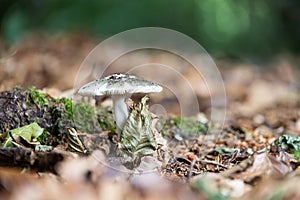 Mushroom with a white leg and a greenish head