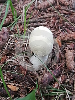 Mushroom with white round cap