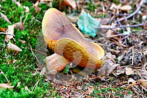 Mushroom witch boletus or ceps in the forest photo