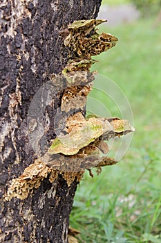 mushroom on wood