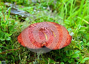 Mushroom in wood
