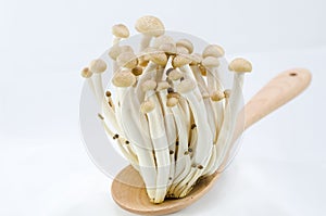 Mushroom on wooden spoon