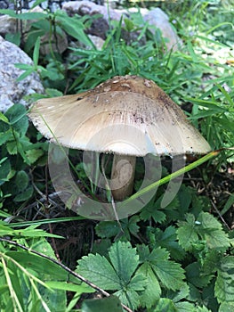 Mushroom in the woods