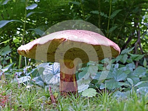 Mushroom In The Woods