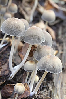 Mushroom in the woods in autumn