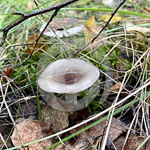 Mushroom (RÃÂºssula emÃÂ©tica) in the autumn forest photo