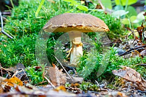 Mushroom Xerocomus