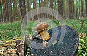 Mushroom xerocomus badius