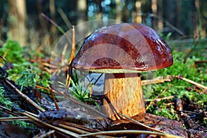 Mushroom xerocomus badius