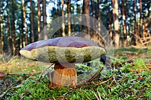 Mushroom xerocomus badius