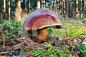 Mushroom xerocomus badius