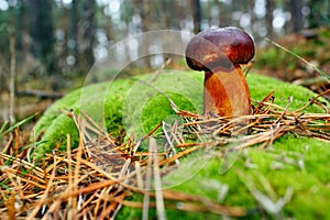 Mushroom xerocomus badius