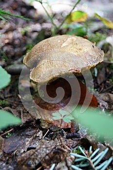 Mushroom Xerocomus pruinatus