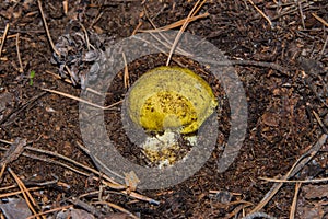 Mushroom Yellow Knight Tricholoma equestre with a round hat, closeup. photo