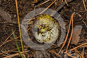 Mushroom Yellow Knight Tricholoma equestre with a thick leg closeup. photo