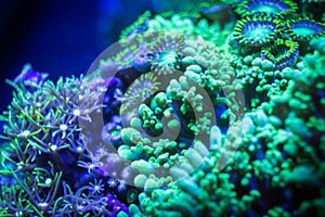 Mushroom zoanthid and star polyp corals