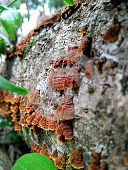 Mushroomin the forest