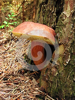 Mushrooming photo