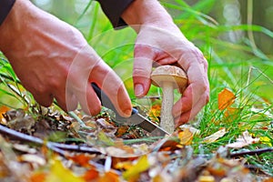 Mushrooming birch bolete in autumn forest photo