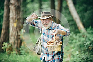 Mushrooming in forest, Grandfather hunting mushrooms over summer forest background.