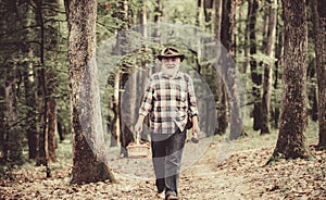 Mushrooming in forest, Grandfather hunting mushrooms over summer forest background.