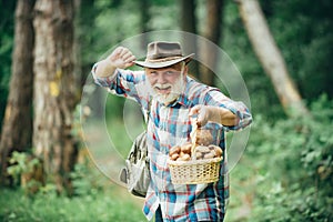 Mushrooming in forest, Grandfather hunting mushrooms over summer forest background. photo