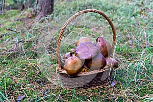 Mushrooming in forest, Wild mushrooms bay boletes in basket