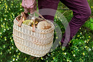 Mushrooming - person in forest with basket full of mushrooms