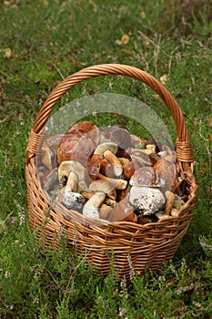 Mushrooming, wicker basket full of mushrooms