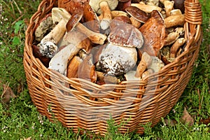 Mushrooming, wicker basket full of mushrooms