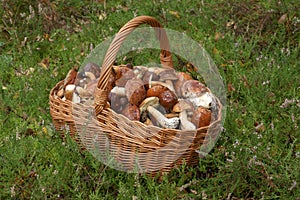 Mushrooming, wicker basket full of mushrooms photo