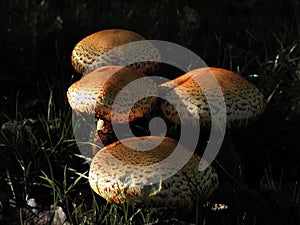 Mushrooms