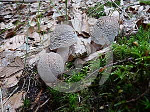 Mushrooms