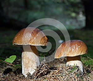 Mushrooms