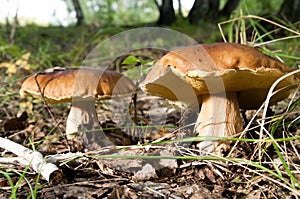 Mushrooms