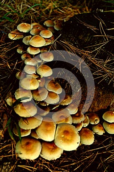 Mushrooms