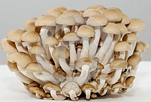 Mushrooms