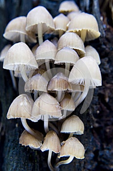 Mushrooms