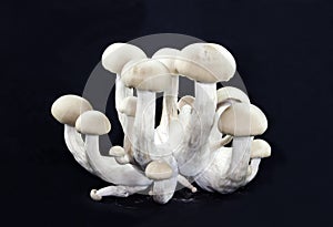 Mushrooms