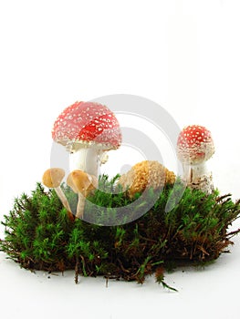 Mushrooms