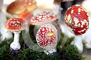 Mushrooms