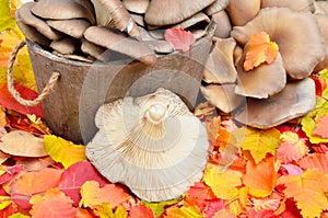 Mushrooms against a background.