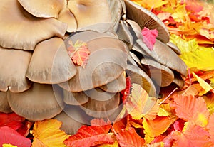 Mushrooms against a background of leaves.