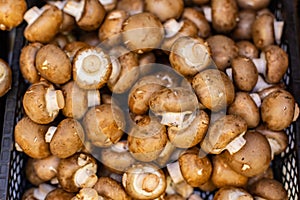 Mushrooms Agaricus bisporus, background backdrop. Fresh Ripe Edible Brown Agaricus Cultivated champignon Mushroom