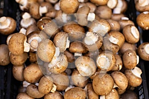 Mushrooms Agaricus bisporus, background backdrop. Many mushrooms close-up. Fresh edible brown fungus champignon agaricus hortensis