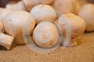 Mushrooms agricolture bio