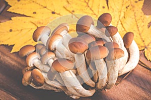 Mushrooms - agrocybe aegerita
