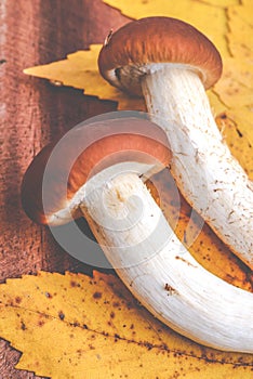 Mushrooms - agrocybe aegerita